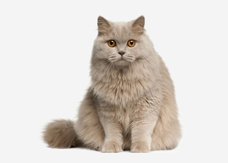 Europetnet British Longhair