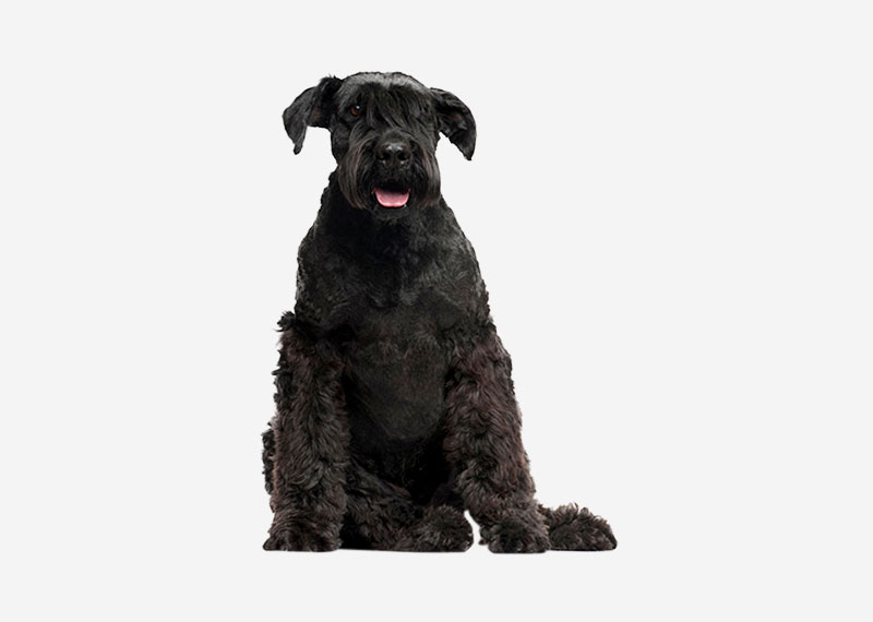 Giant Schnauzer