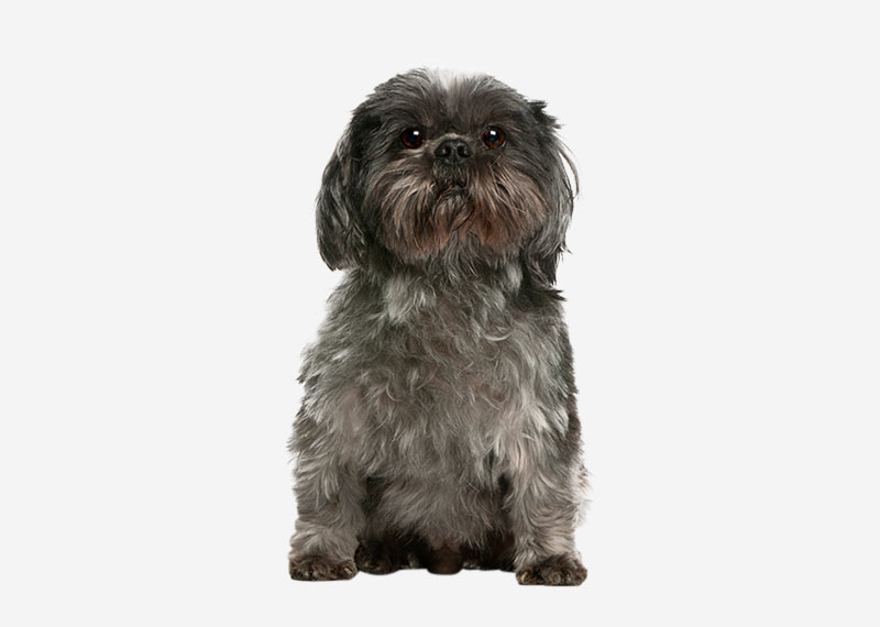 Lhasa Apso