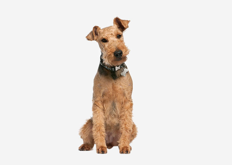 Irish Terrier