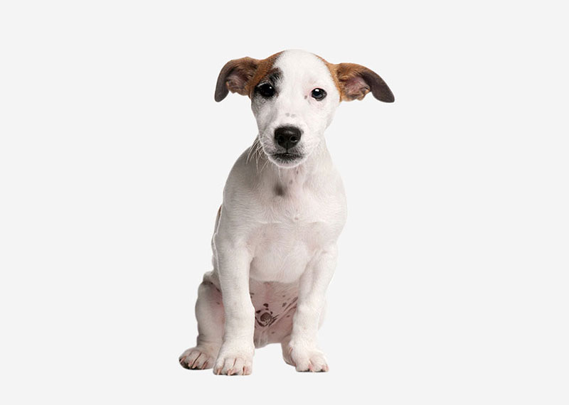 Parson Russell Terrier