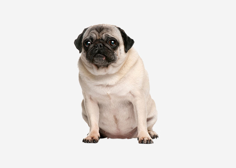 Pug