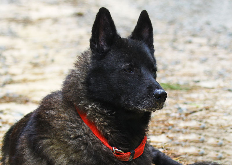 Black Norwegian Elkhound