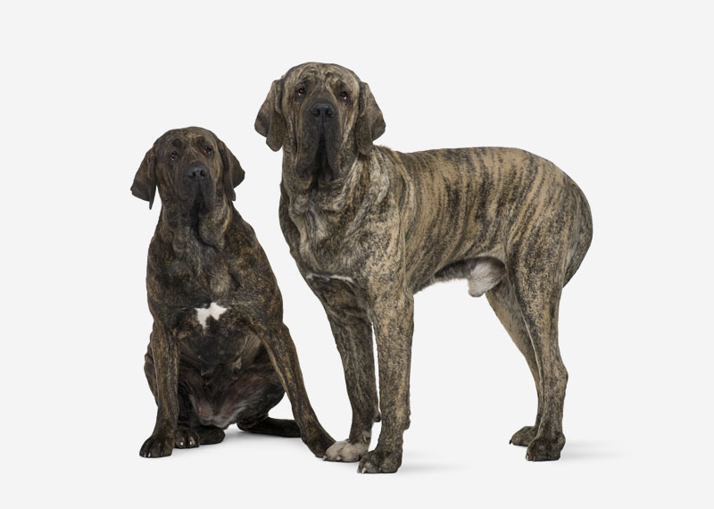 Fila Brasileiro