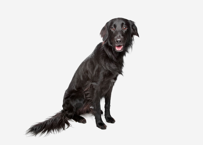 Flat-Coated Retriever