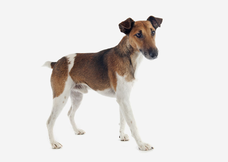 Fox Terrier (Smooth)