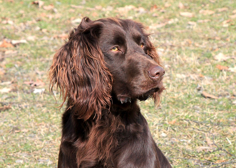 German Spaniel