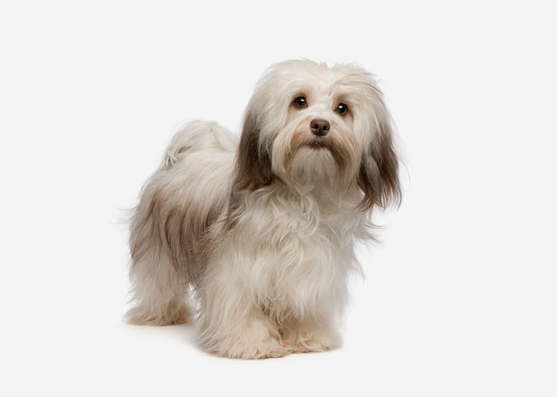 Havanese