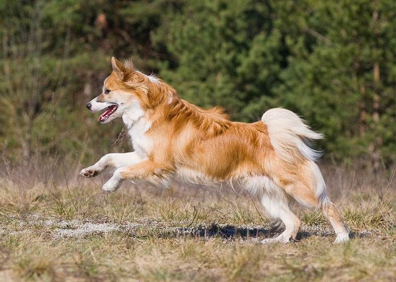 Icelandic Sheepdog