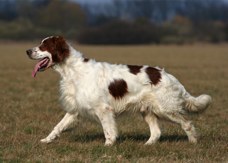 Irish Red and White Setter