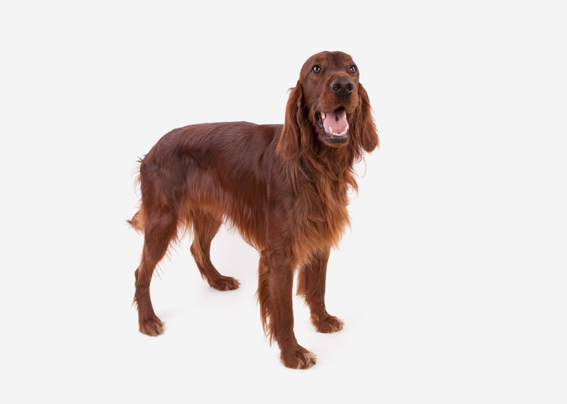 Irish Setter