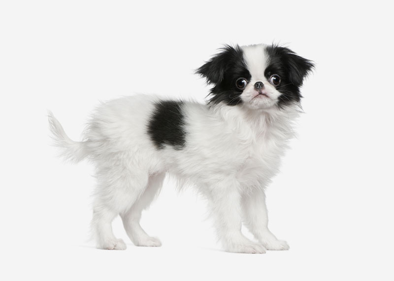 Japanese Chin