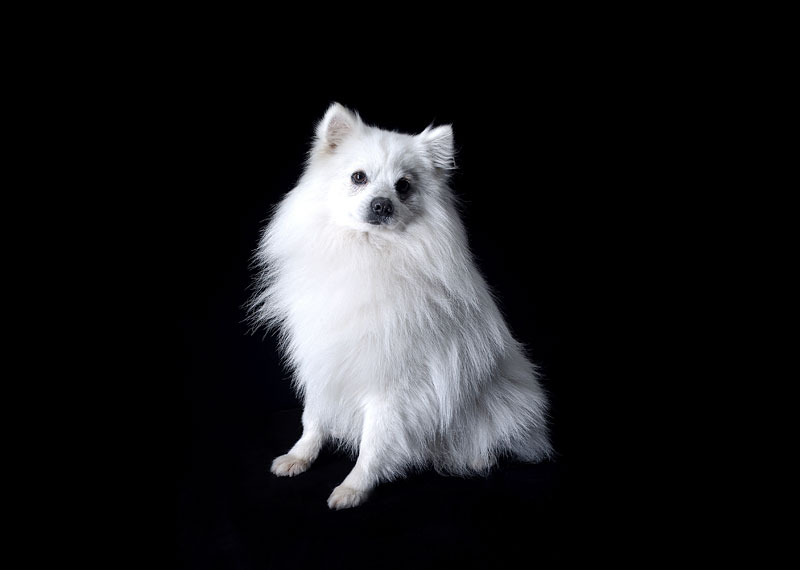 Japanese Spitz