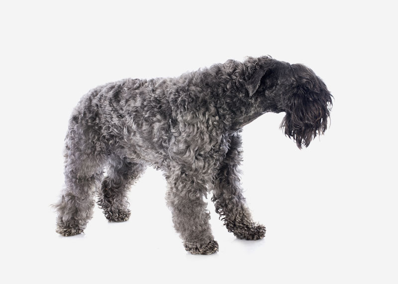 Kerry Blue Terrier