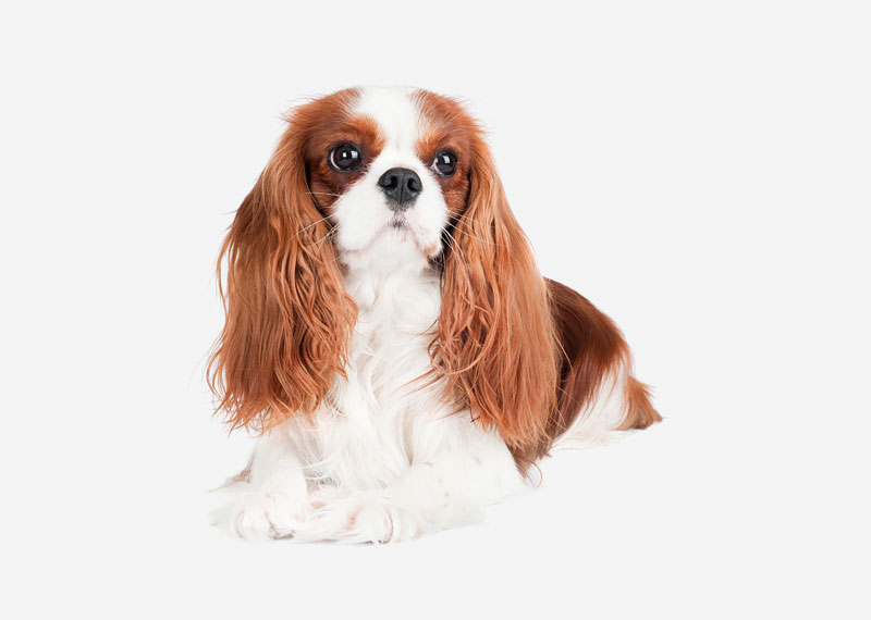 King Charles Spaniel