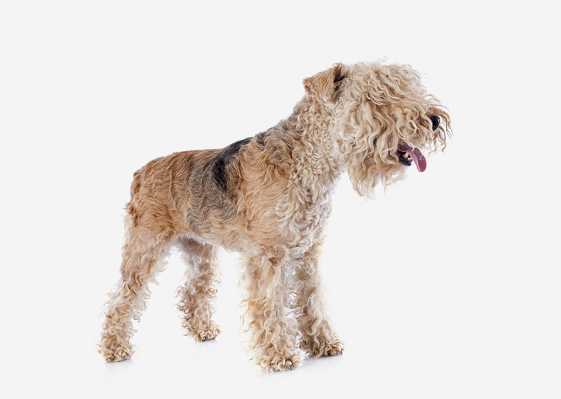 Lakeland Terrier