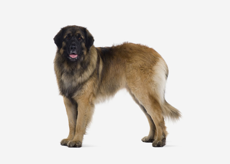 Leonberger