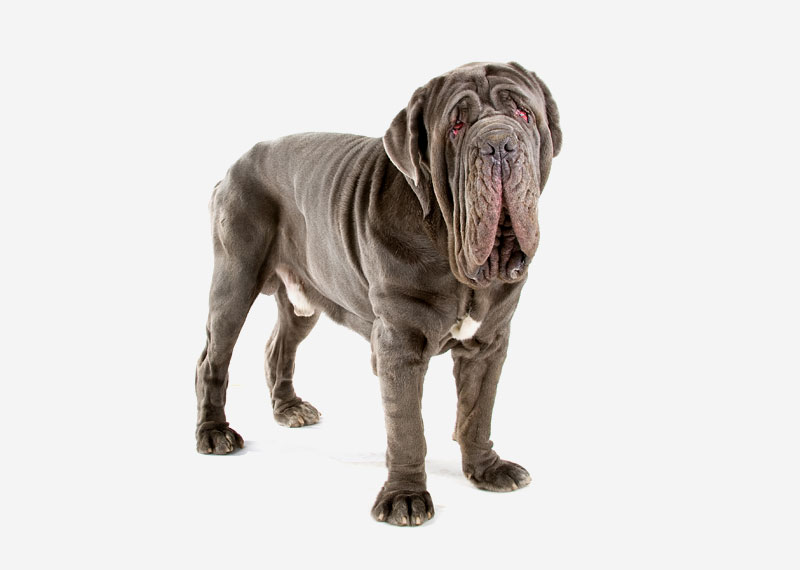 Neapolitan Mastiff