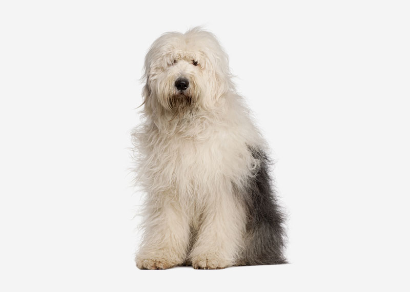 Old English Sheepdog