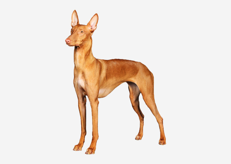 Pharaoh Hound